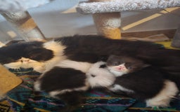 Persiano gatti in vendita: Meravigliosi Persiani - Immagine 12