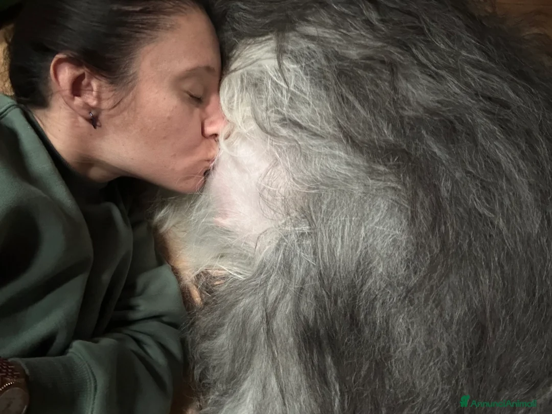 Immagine della galleria {{count}}