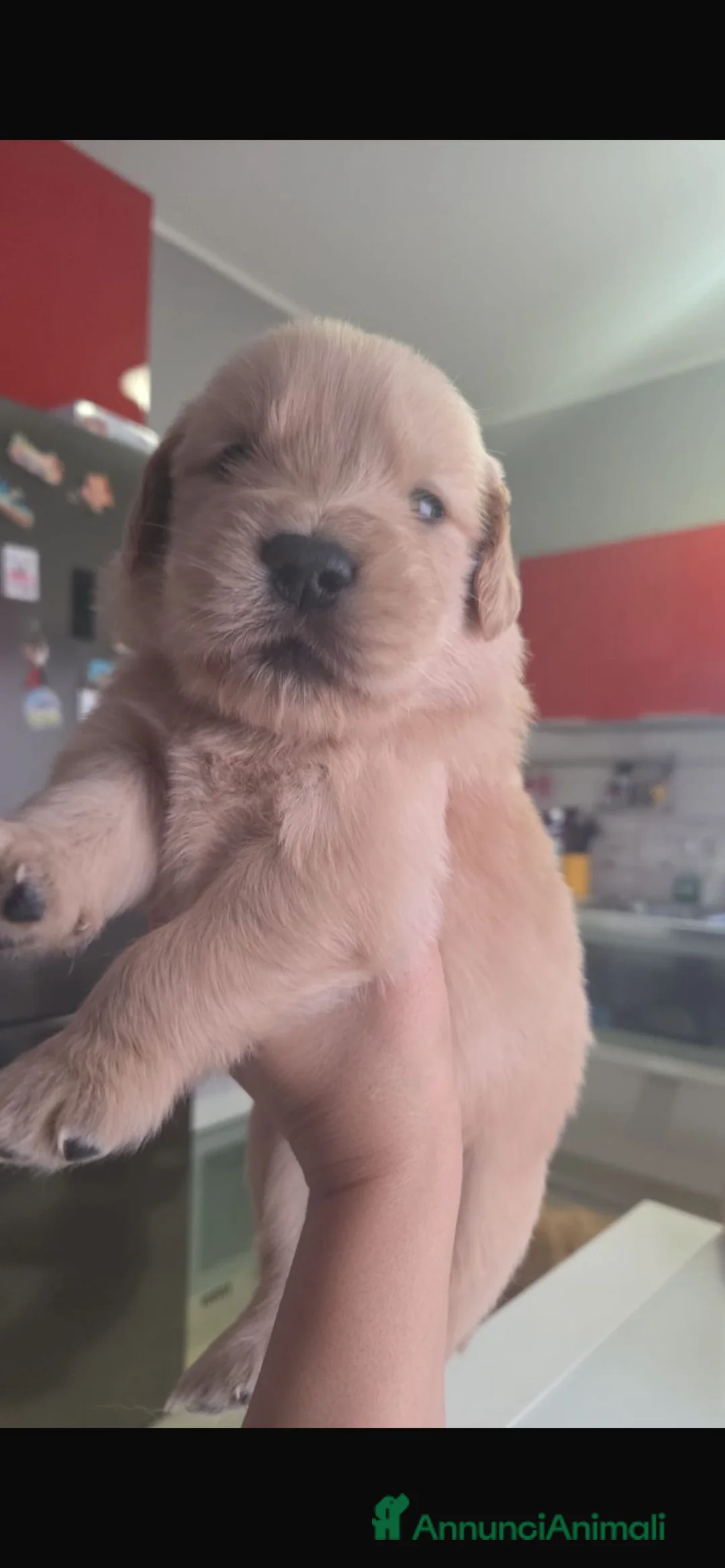 Golden Retriever cani in vendita: golden americano campoinessa itaiana - Annuncio 11