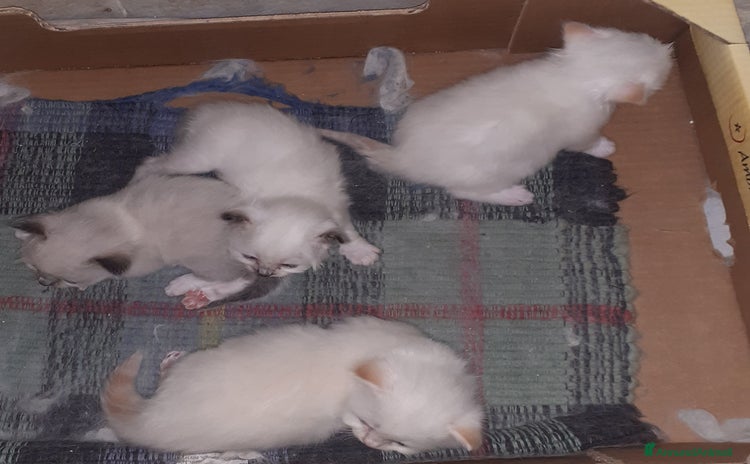 Sacro di Birmania gatti a Provincia di Reggio Emilia - Annuncio 1