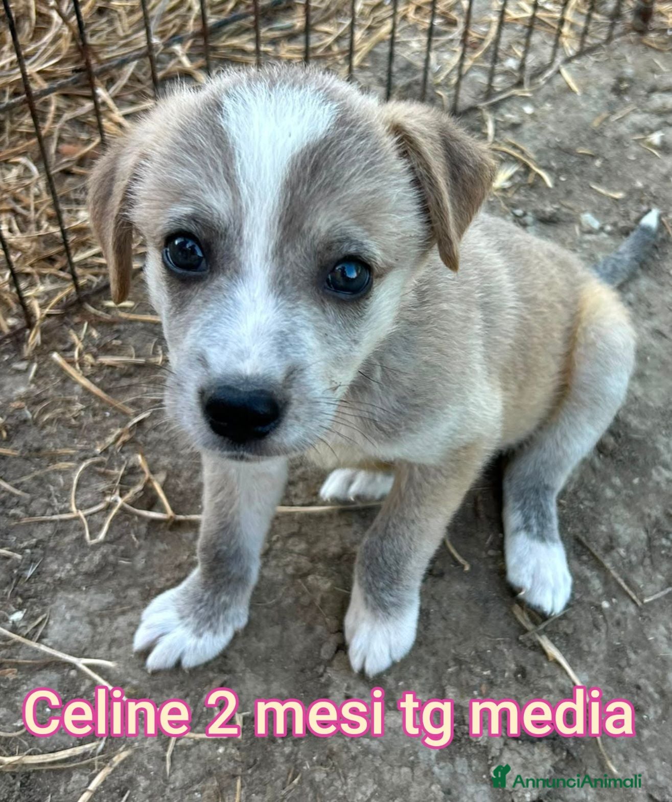 Meticcio cani CUCCIOLI ABBANDONATI: URGENTE  - Annuncio 33
