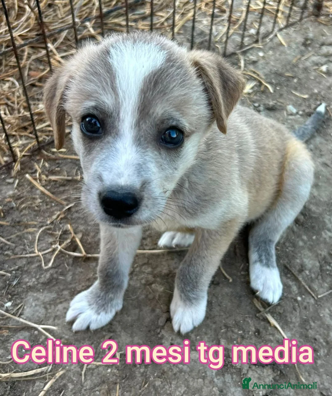 Meticcio cani in regalo: CUCCIOLI ABBANDONATI: URGENTE  a Città Metropolitana di Torino - Annuncio 1