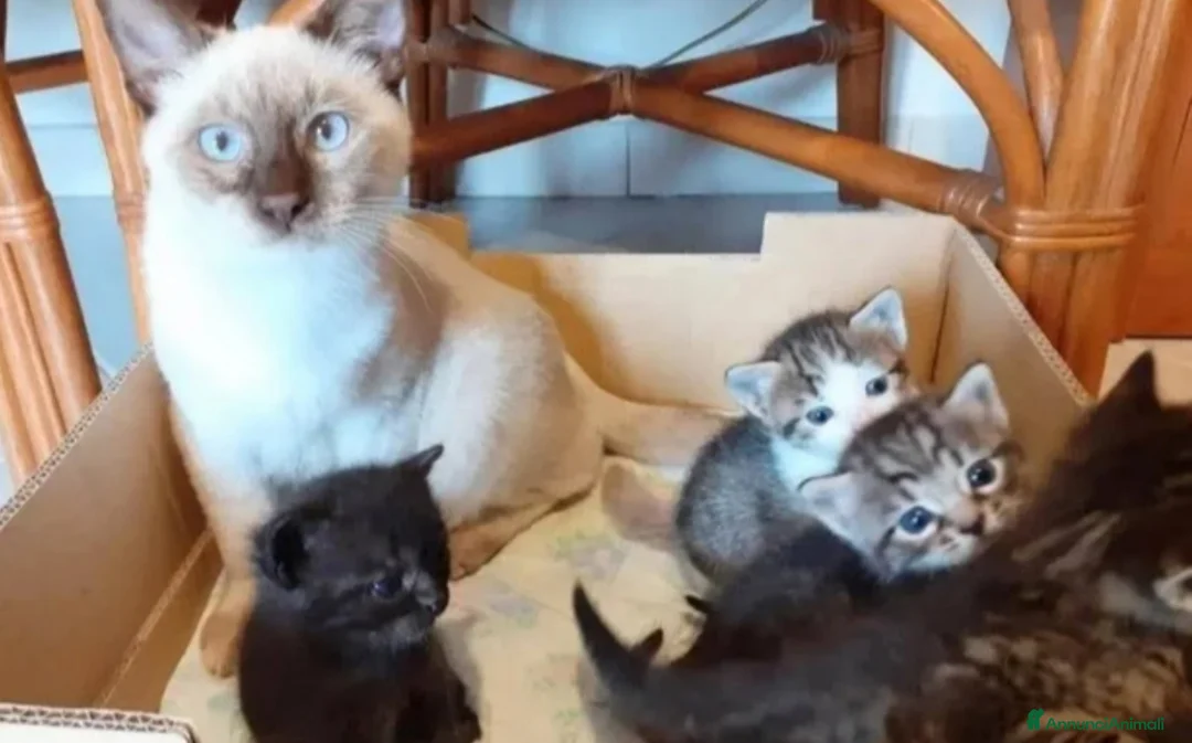 Altre razze gatti in vendita: Gattini Mix  - Annuncio 1