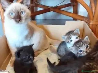 Altre razze gatti Gattini Mix - Annuncio 2