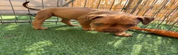 Pitbull cani in vendita: Ultimi cuccioli pitbull disponibili  - Annuncio 6