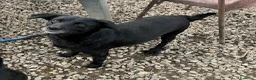 Meticcio cani in regalo: 3 anni, 9/10 chili, la dolcezza fatta a cane  - Annuncio 6