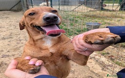 Meticcio cani in regalo: ADOTTA CORFU' a Provincia di Novara - Immagine 1