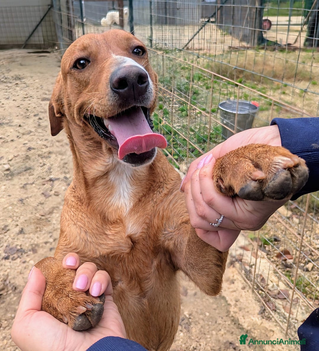 Meticcio cani in regalo: ADOTTA CORFU' a Provincia di Novara - Immagine 1
