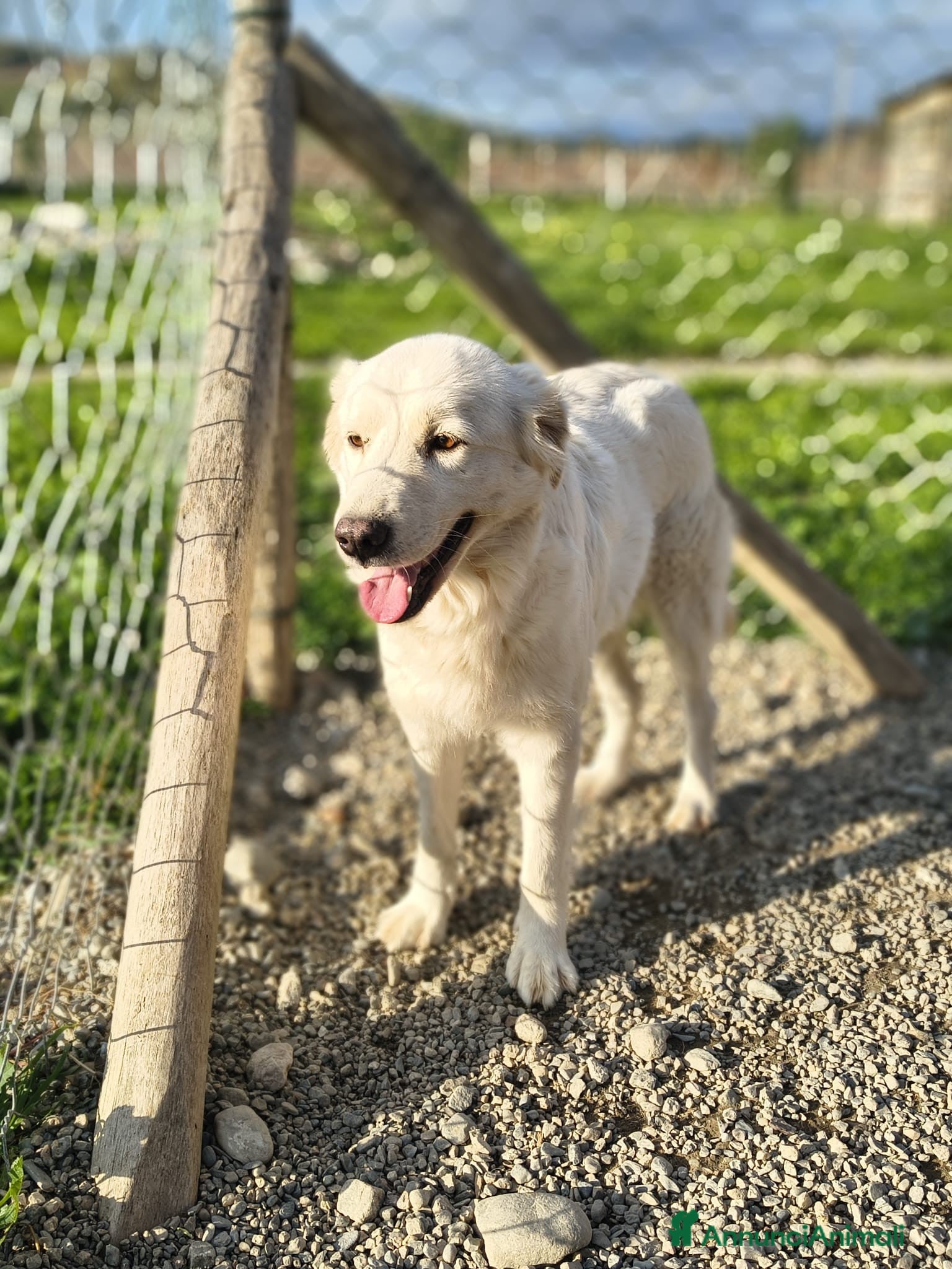 Meticcio cani Lella - Annuncio 3