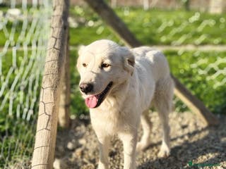 Meticcio cani Lella - Annuncio 21