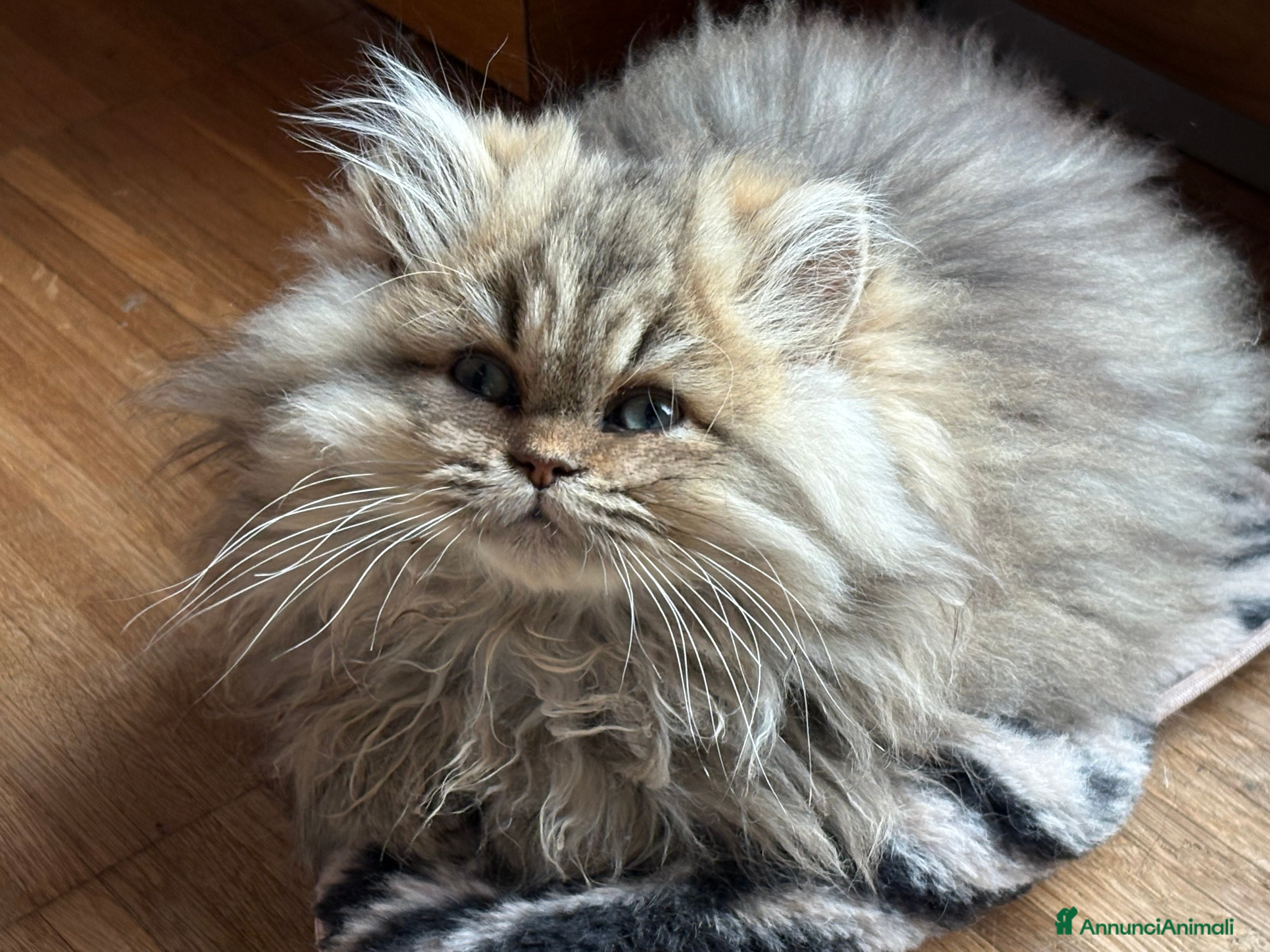 Persiano gatti Maschietto persiano golden - Annuncio 7