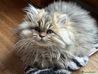 Persiano gatti Maschietto persiano golden - Annuncio 8