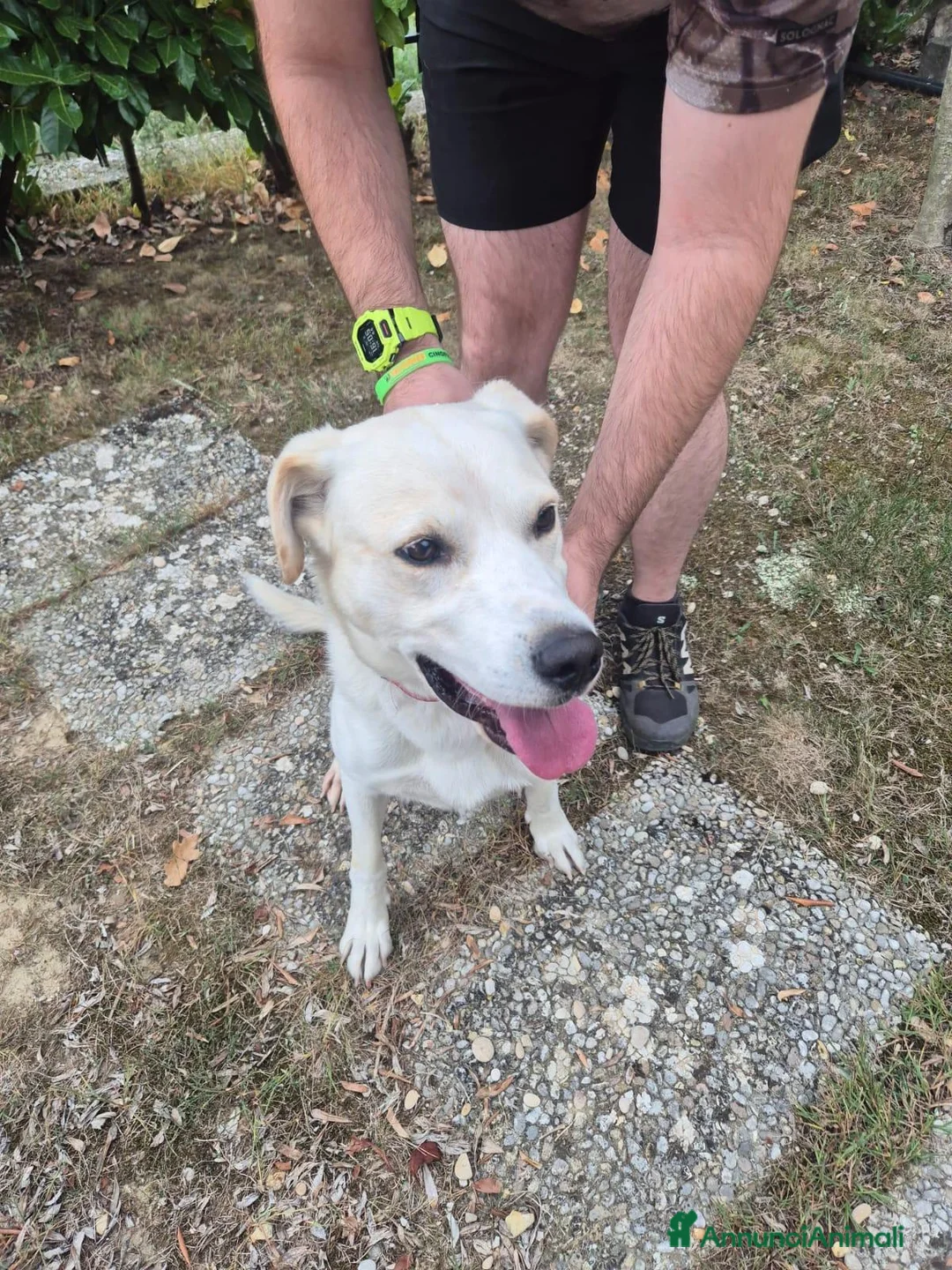 Meticcio cani in regalo: FULL HA URGENTE BISOGNO DI TE, IN ADOZIONE - Annuncio 4