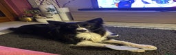 Border Collie cani per accoppiamento: Blacky cerca fidanzata ☺️🙃per i cuccioli  - Annuncio 4