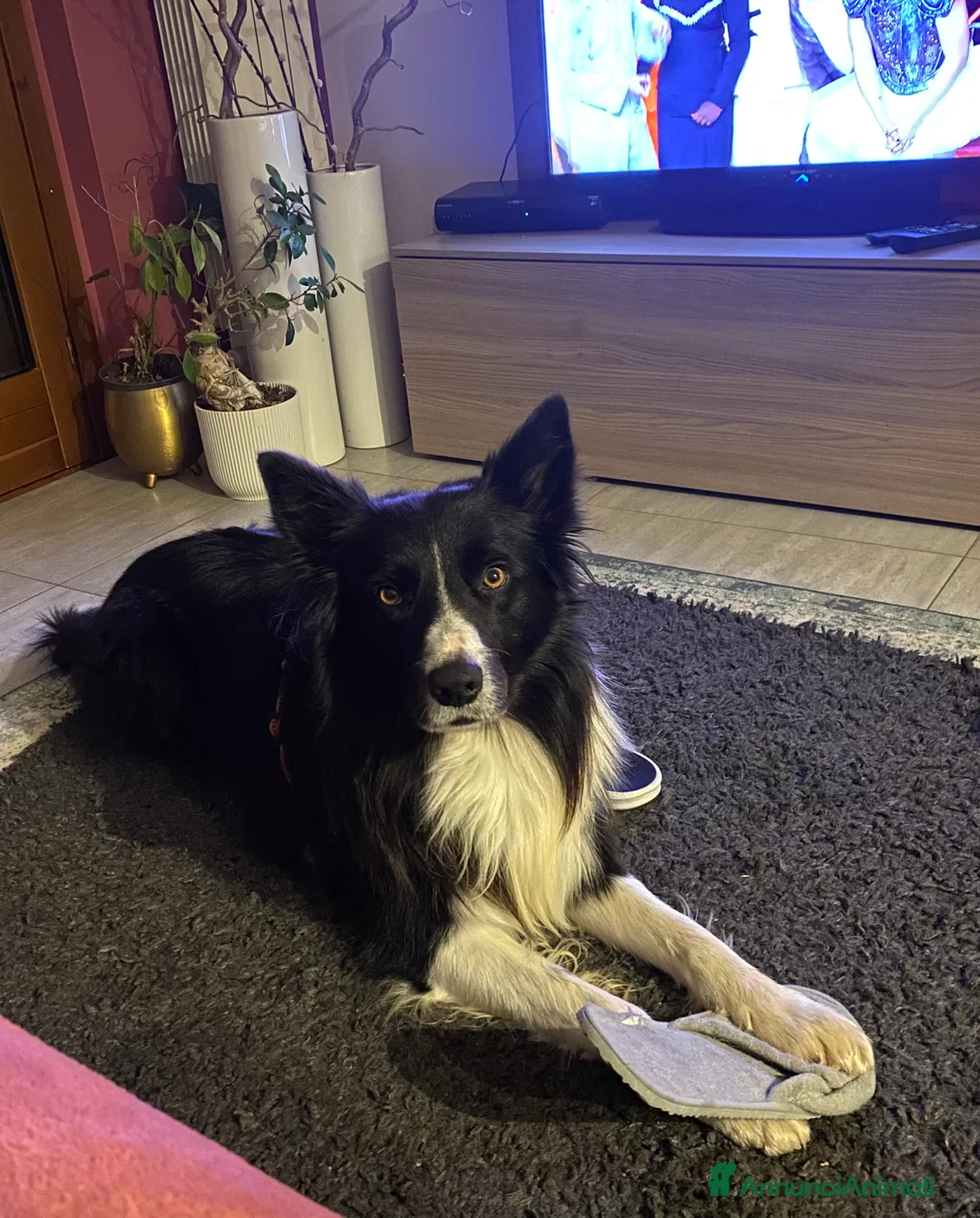 Border Collie cani per accoppiamento: Blacky cerca fidanzata ☺️🙃per i cuccioli  - Annuncio 4