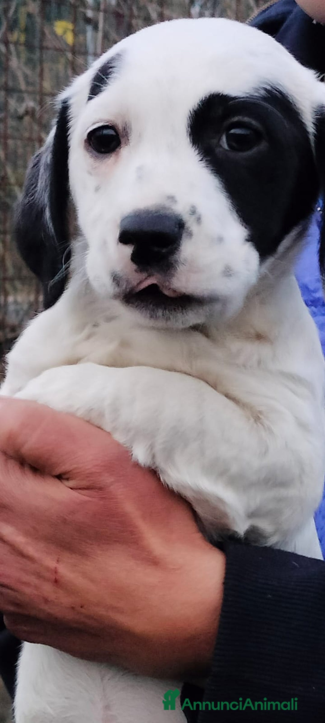 Meticcio cani in regalo: ALISIA - Annuncio 4