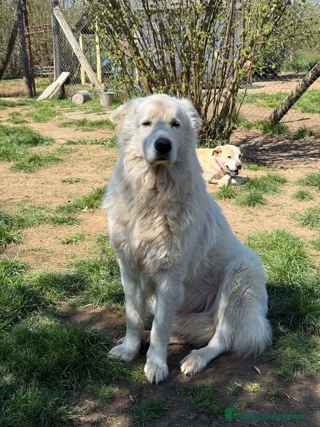 Altre razze cani in regalo: Thor  a Provincia di Viterbo - Annuncio 2