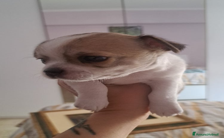 Chihuahua cani a Città metropolitana di Roma Capitale - Annuncio 3