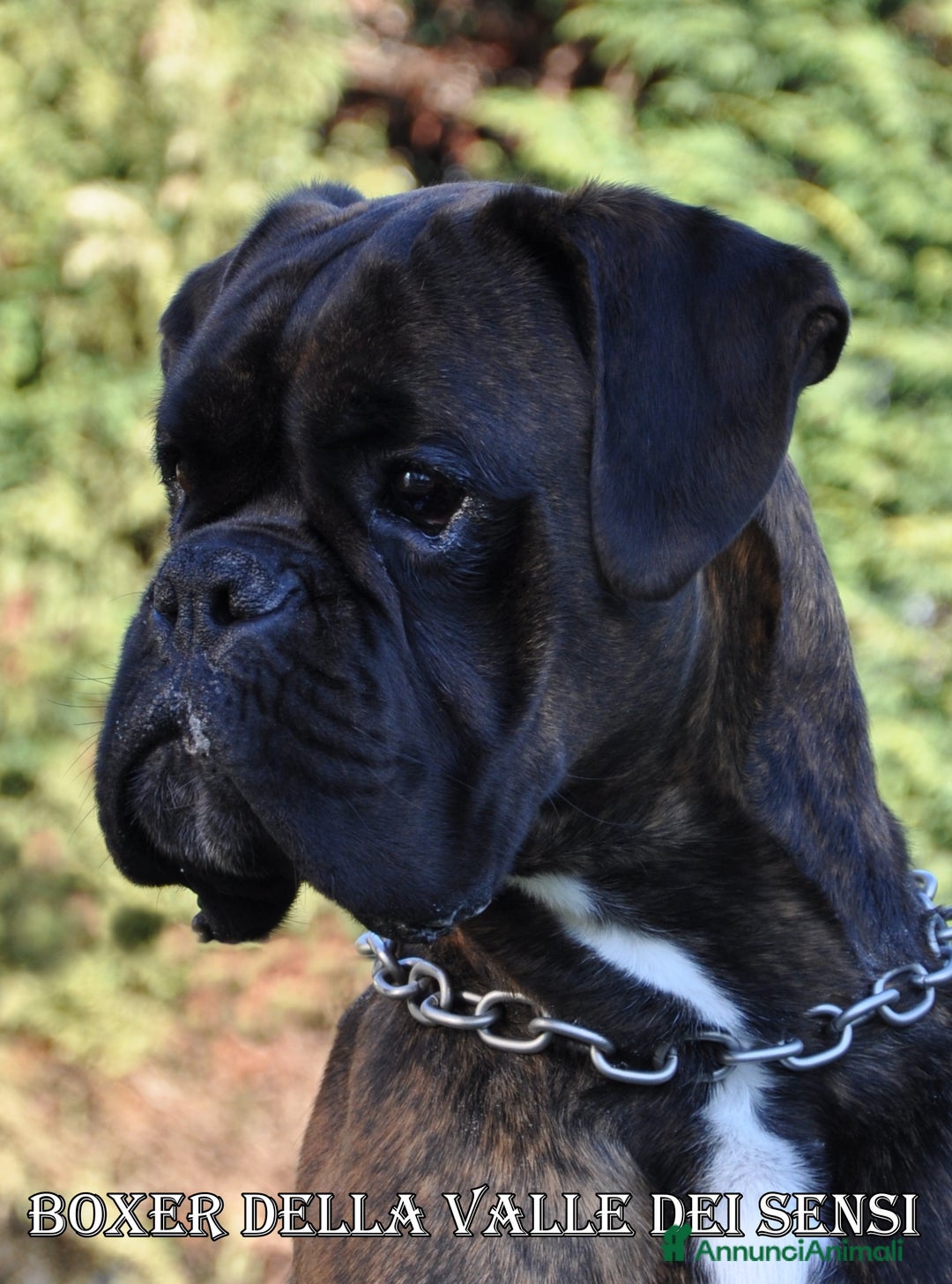 Boxer cani in vendita: BOXER CUCCIOLI DISPONIBILI - Annuncio 10