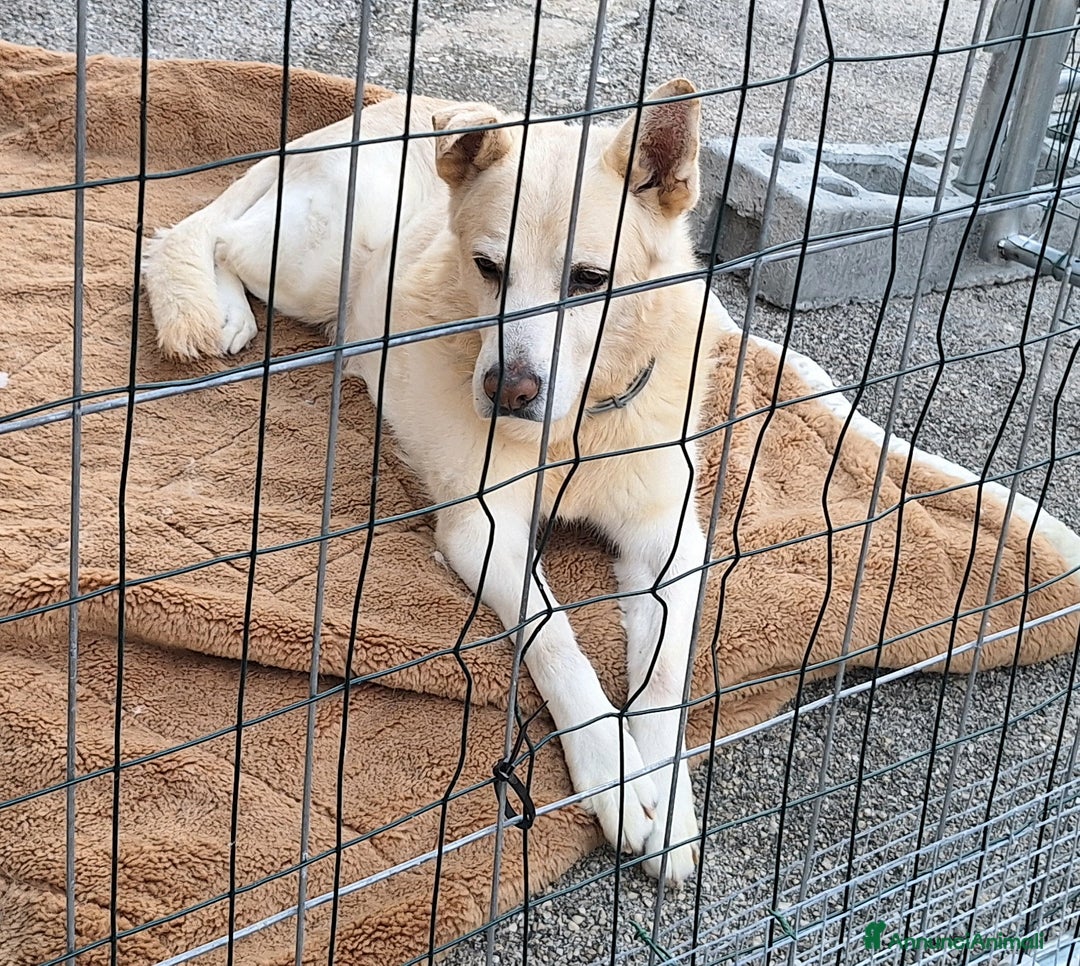 Meticcio cani in regalo: Nonno Zeus 12 anni Taglia media  - Annuncio 4