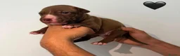 Pitbull cani in vendita: Cuccioli pitbull - Annuncio 2