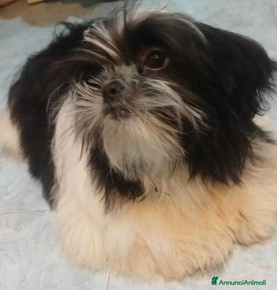 Shih Tzu cani in vendita: Cucciolo shihtzu con pedegree  - Annuncio 3