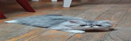 Persiano gatti in vendita: Gattino Persiano Cincillà Silver Tabby - Annuncio 5