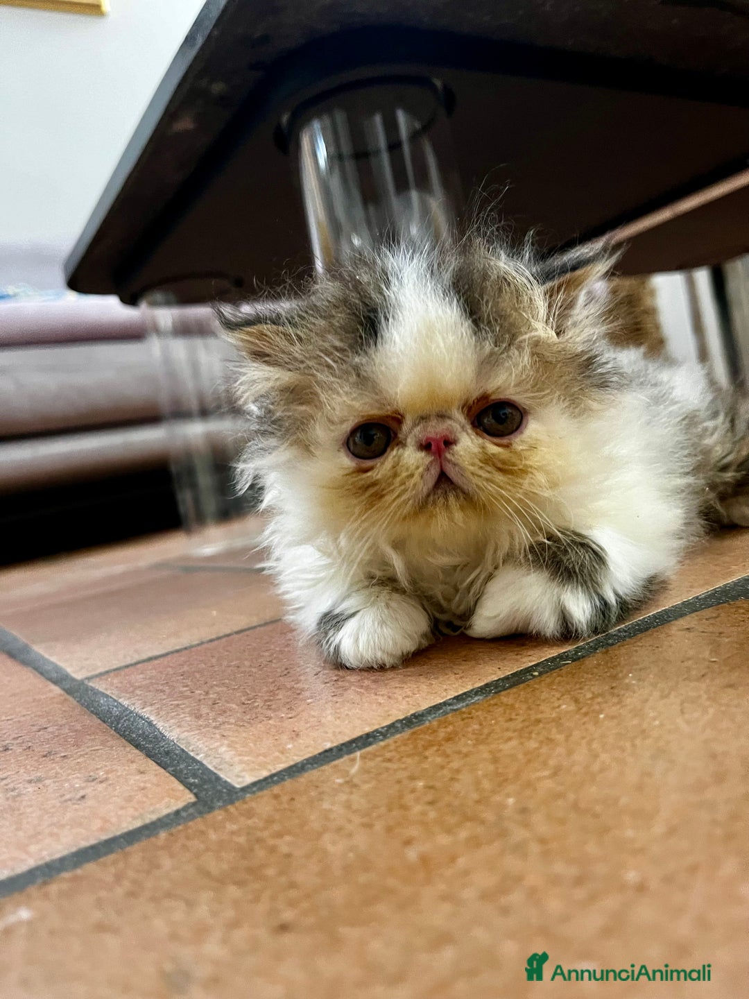 Persiano gatti in vendita: Gattini persiani ipertipi  - Annuncio 3