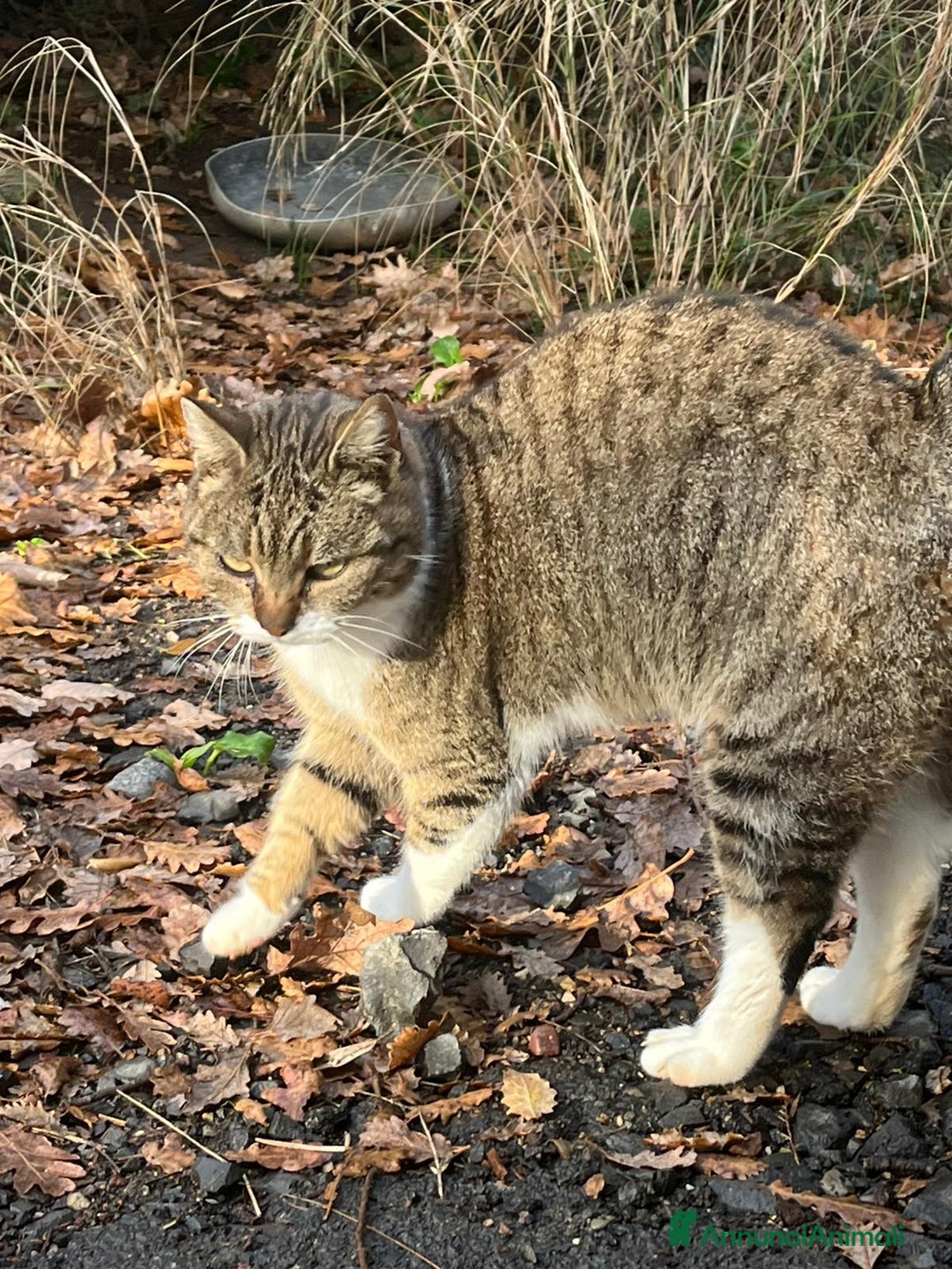 Europeo gatti in regalo: Sorelline 2 anni - Annuncio 5