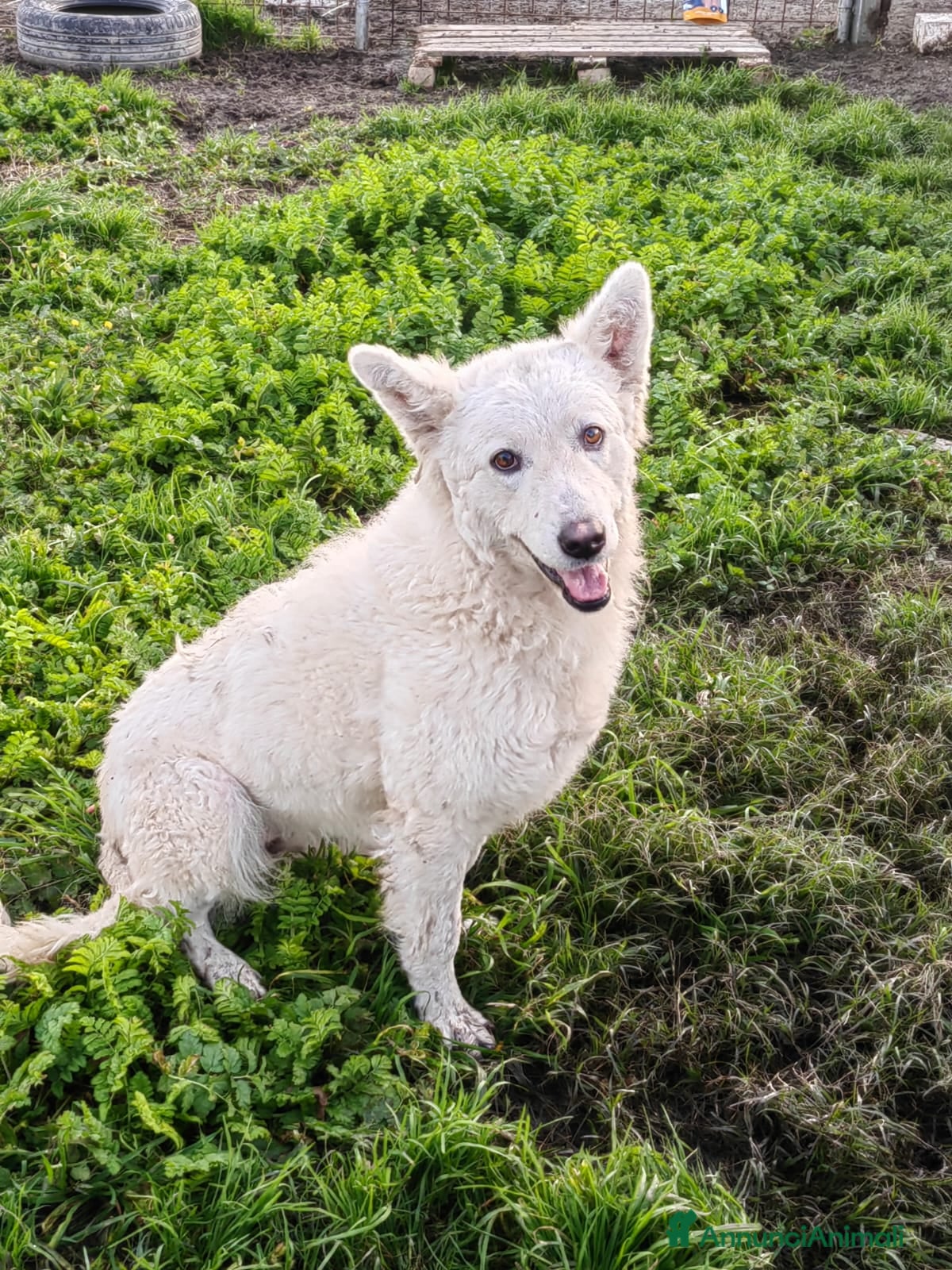 Meticcio cani Claudia: 2 anni, taglia media, socievole  - Annuncio 15