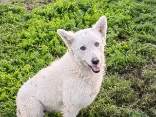 Meticcio cani Claudia: 2 anni, taglia media, socievole - Annuncio 38