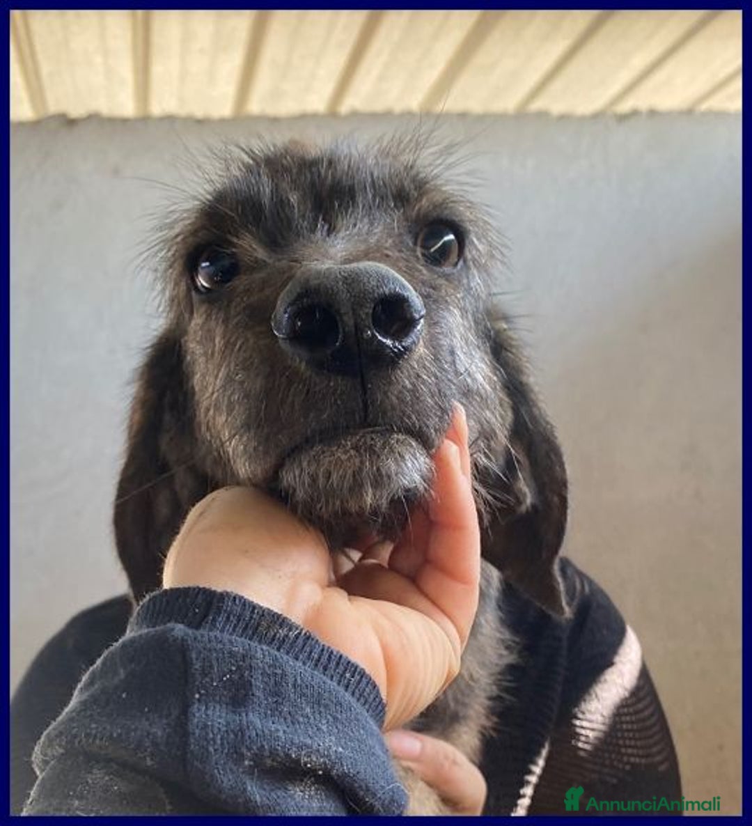 Meticcio cani in regalo: TORONTO 3anni adorabile tigratino - Annuncio 2