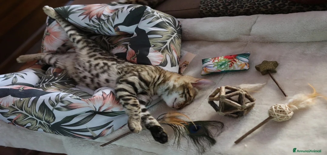 Immagine della galleria {{count}}