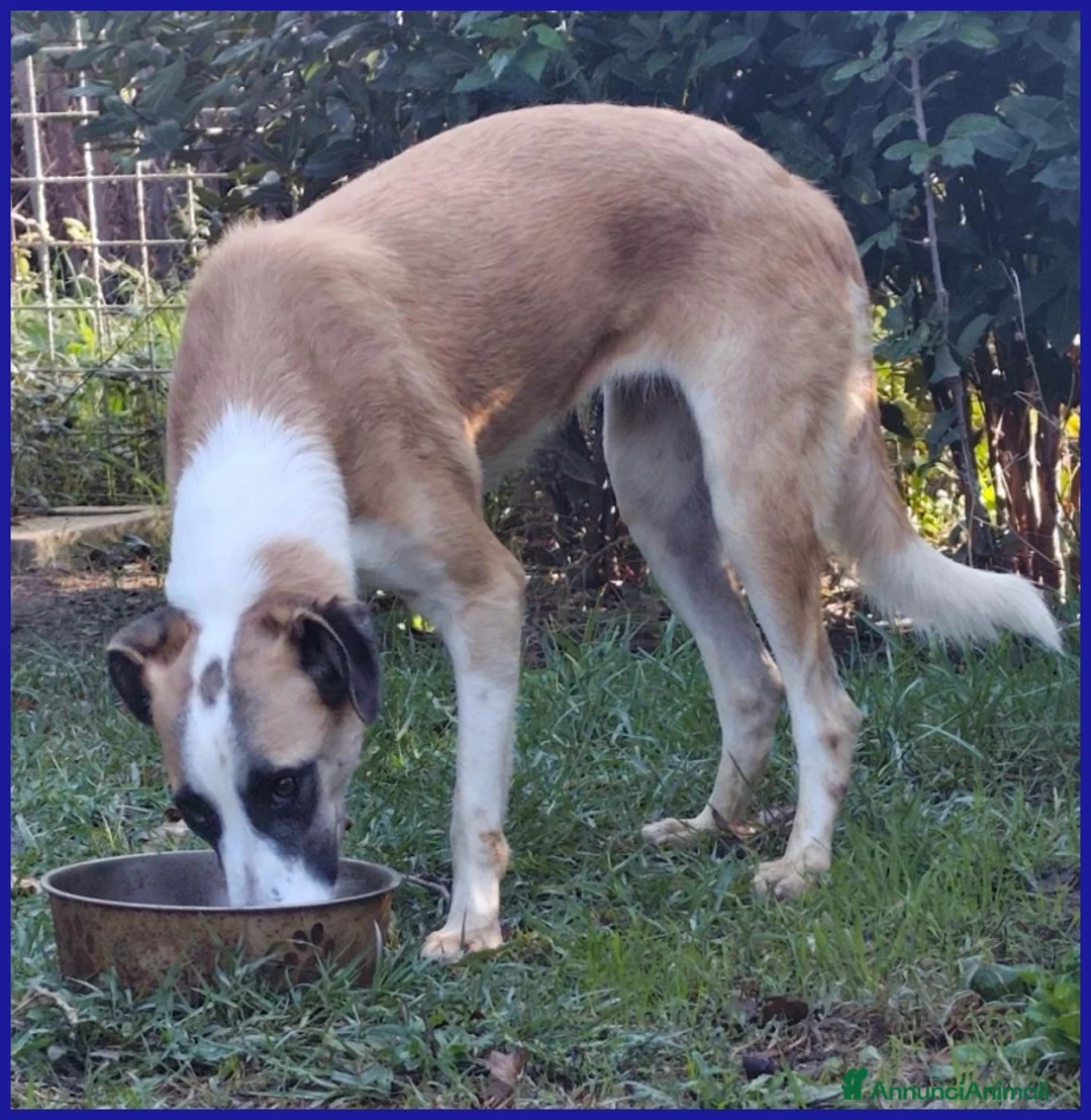 Meticcio cani in regalo: NORMA, GIOVANE CAGNOLINA STRAPPATA ALLA GABBIA - Annuncio 6