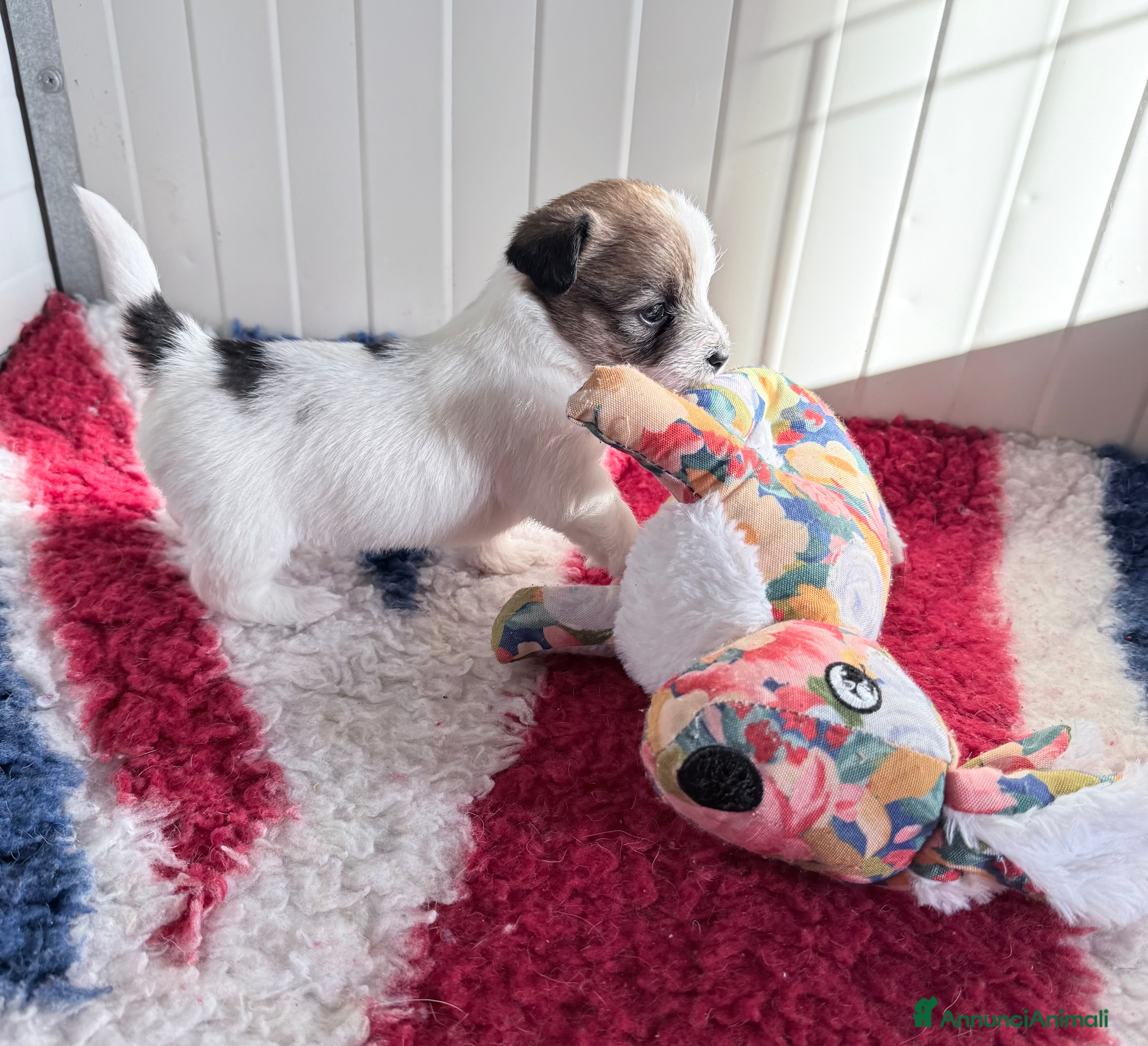 Jack Russell cani Maschi Disponibili per la prenotazione  - Annuncio 2