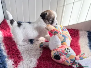 Jack Russell cani Maschi Disponibili per la prenotazione - Annuncio 2