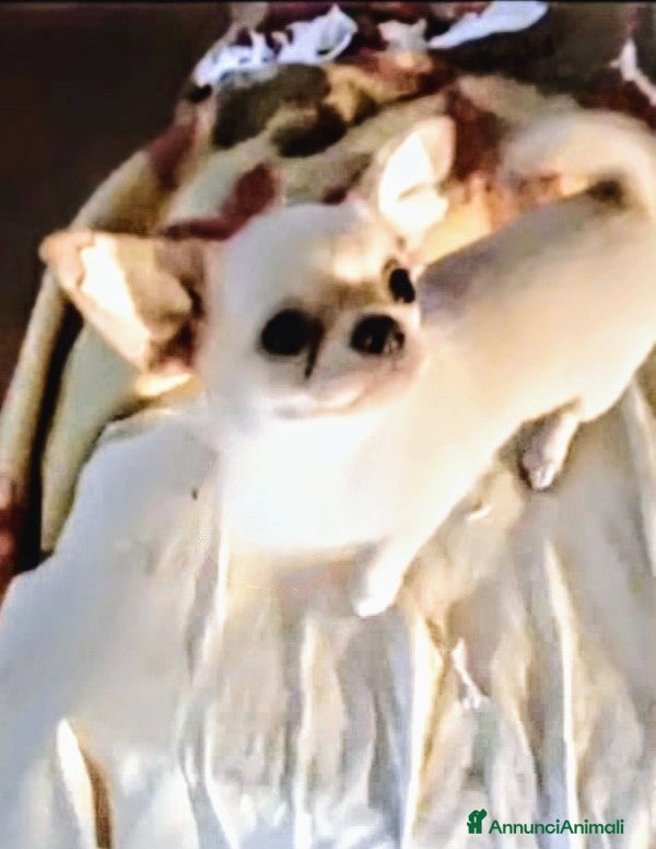 Chihuahua cani Chihuahua Pedigre certifica CAMPIONI INTERNAZIONA  - Annuncio 3