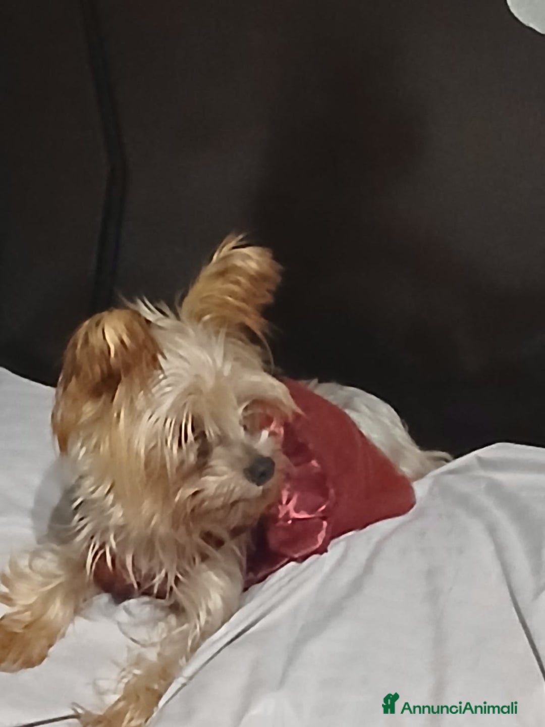 Yorkshire cani in regalo: Splendida Yorkshire - YORKI - Annuncio 8