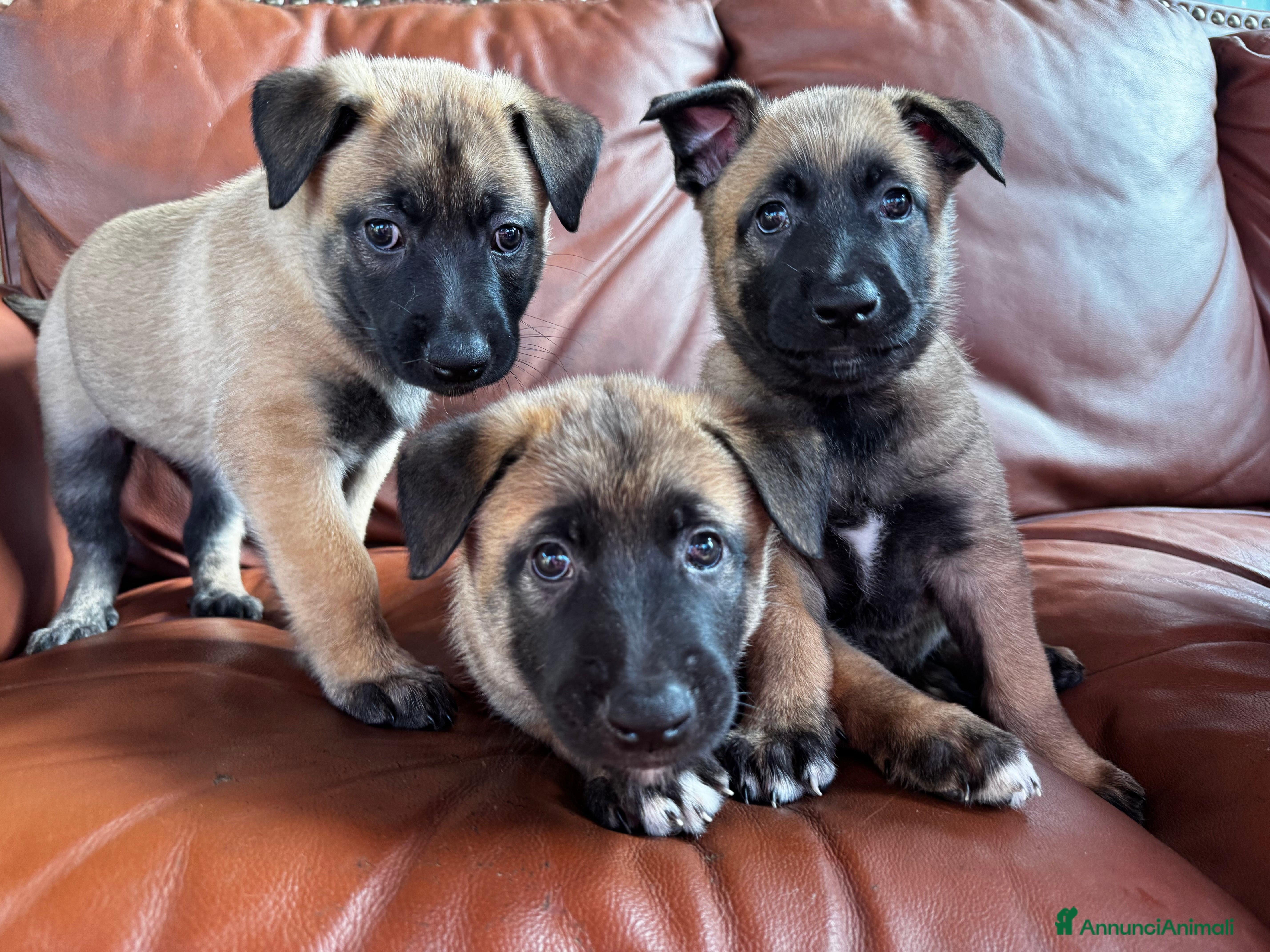 Pastore Belga cani Cuccioli pastore belga Malinois  - Annuncio 2