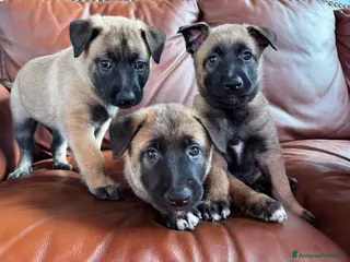 Pastore Belga cani Cuccioli pastore belga Malinois - Annuncio 1