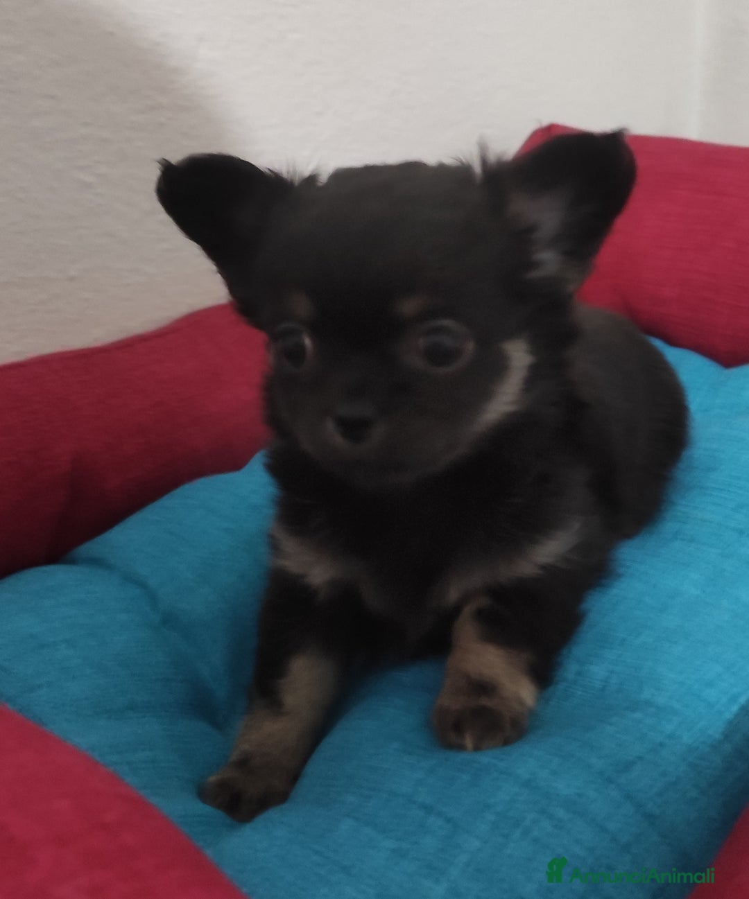 Chihuahua cani in vendita: Cuccioli di chihuahua a pelo lungo - Annuncio 20