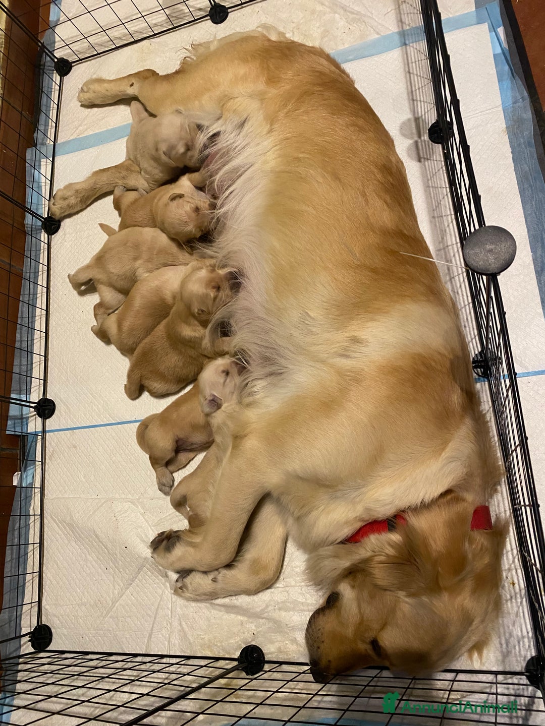 Golden Retriever cani in vendita: Cucciolo di Golden retriver anglo americani  - Annuncio 21