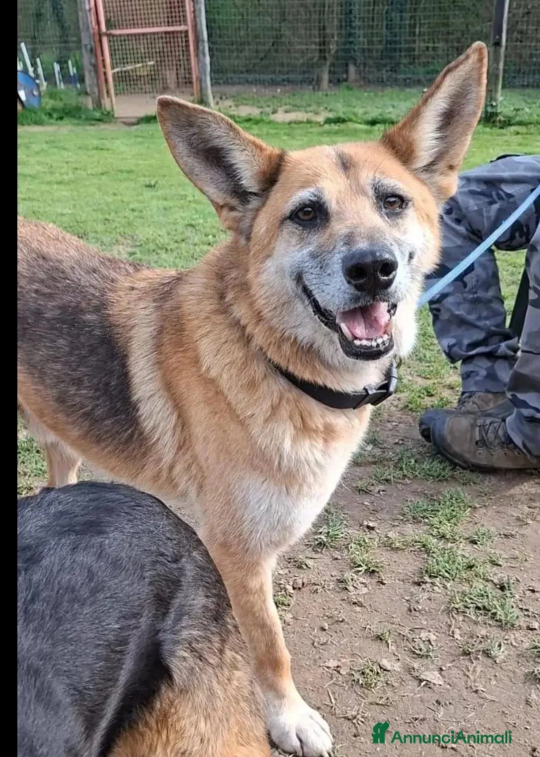 Meticcio cani in regalo: Tofu simil Pastore tedesco15ANNI DI CANILE!FIRENZE - Annuncio 2