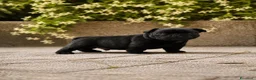Bulldog Francese cani in vendita: FANTASTICI CUCCIOLI DI BOULEDOGUE FRANCESE! - Annuncio 3