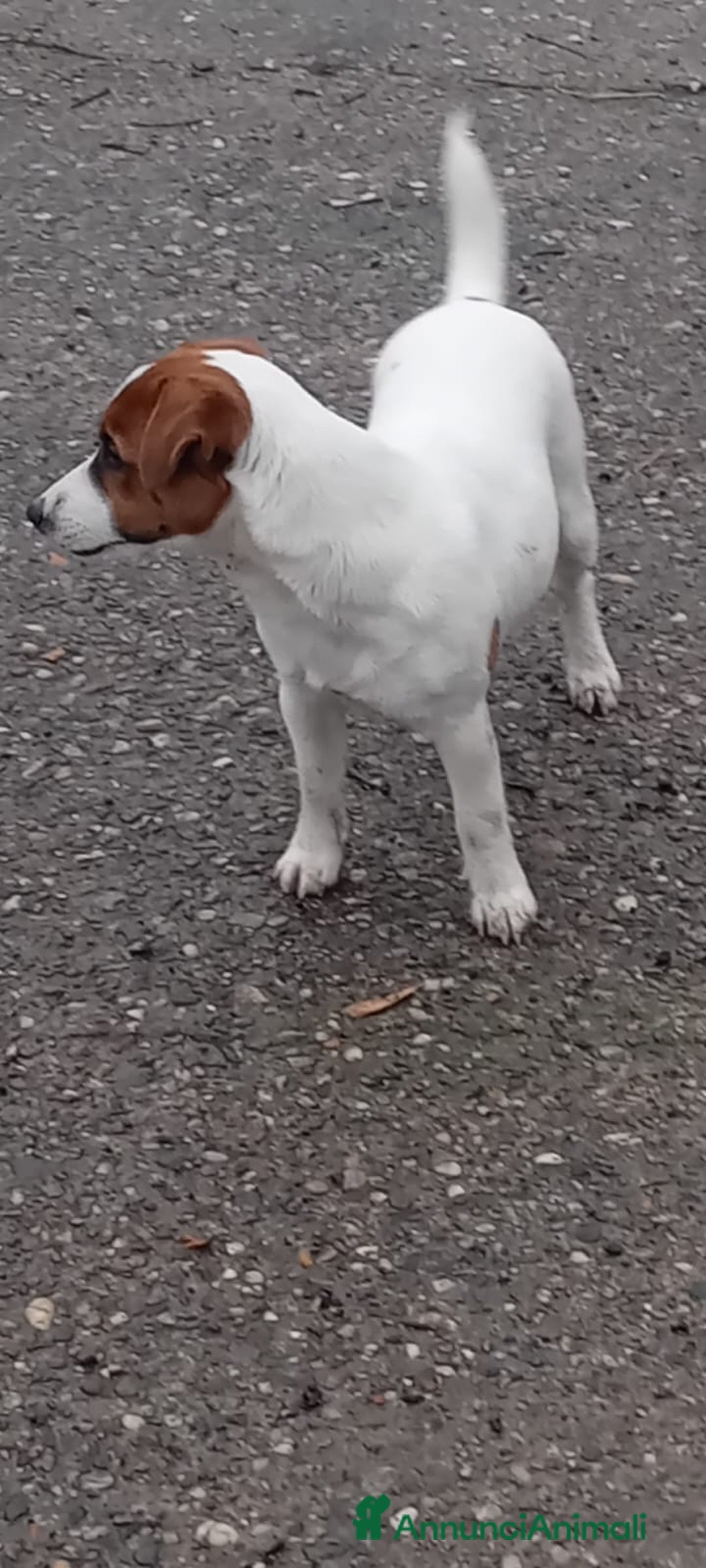 Jack Russell cani in vendita: Jack russell - Annuncio 2