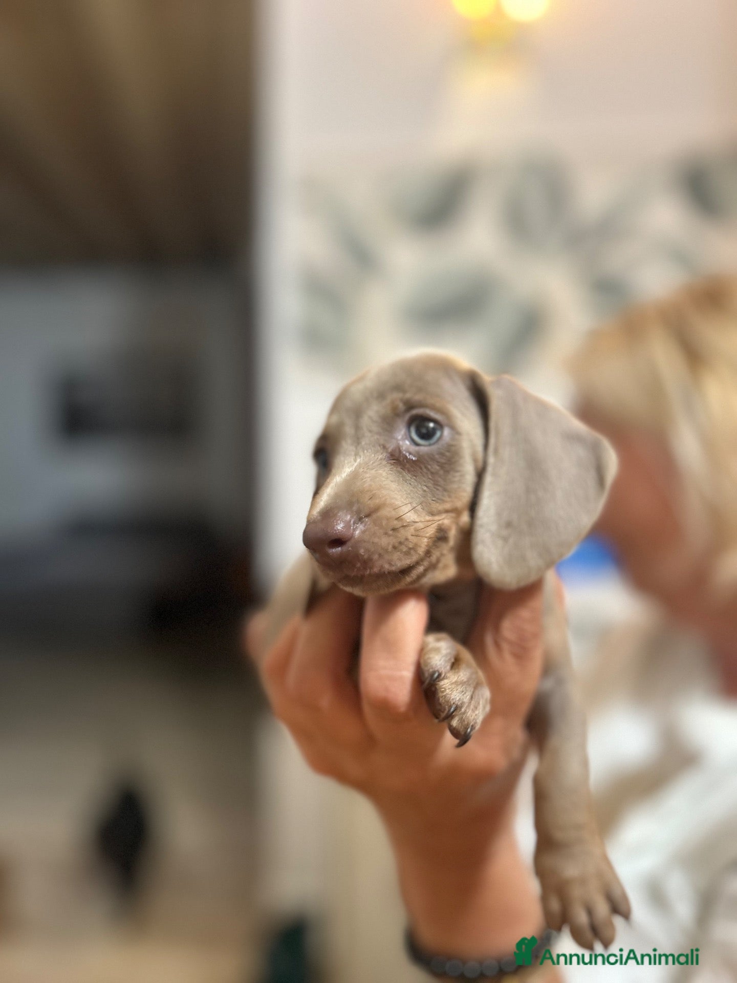 Bassotto Nano cani Bassotto nano - Annuncio 5