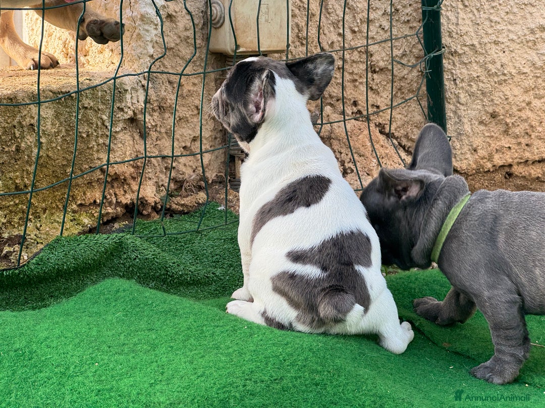 Bulldog Francese cani in vendita: Bulldog francese maschi esotici - Annuncio 6