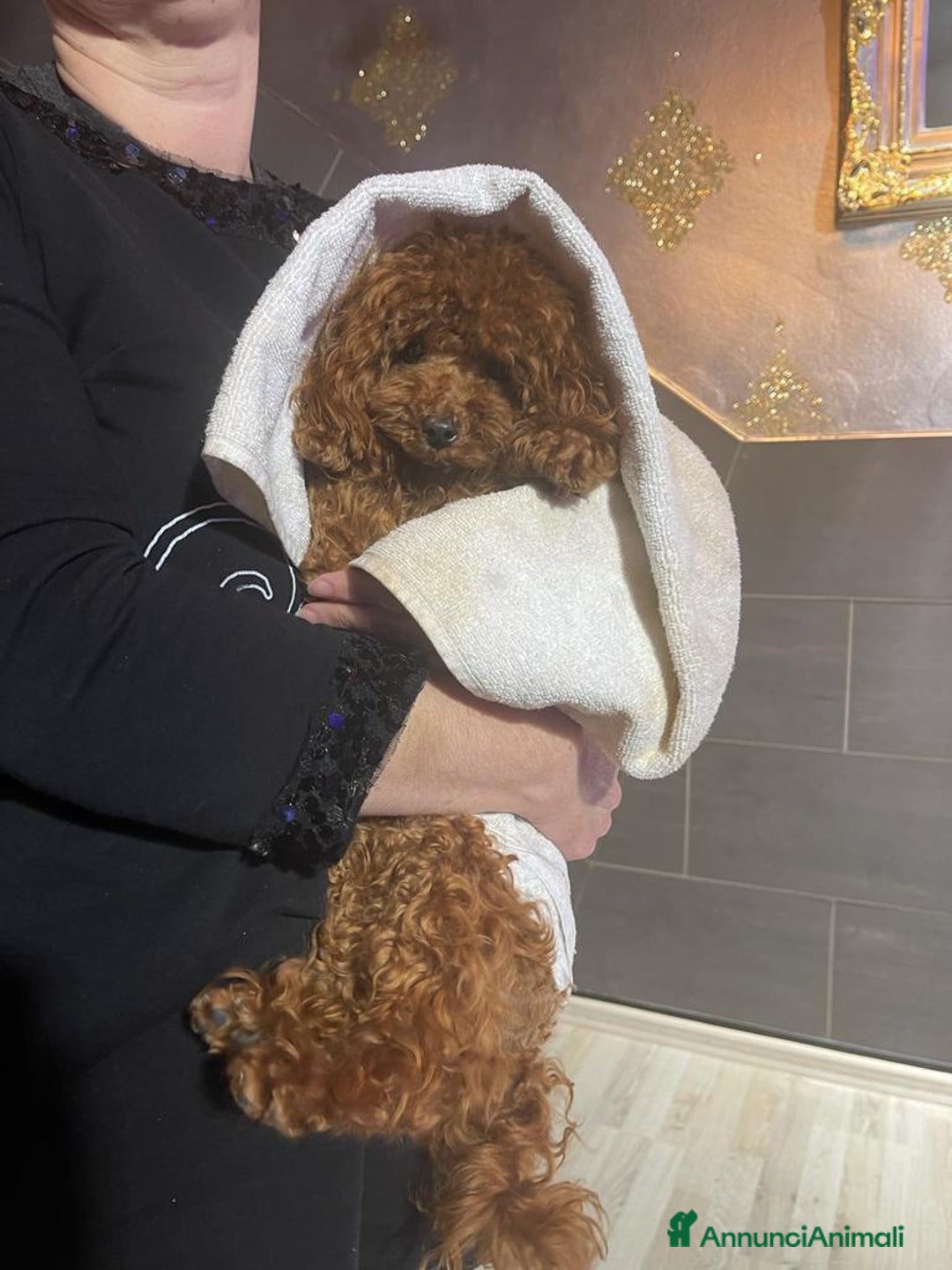 Barboncino Toy cani in vendita: Barboncino Toy  - Annuncio 2