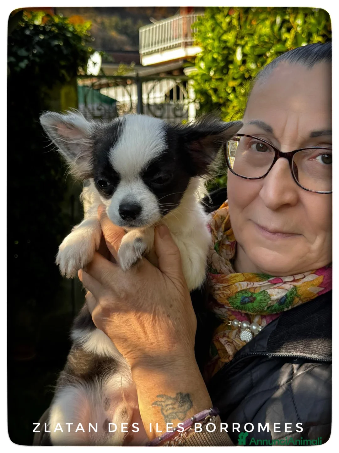 Chihuahua cani in vendita: CHIHUAHUA PELO LUNGO - MASCHI - Annuncio 6