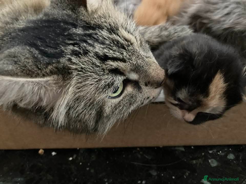 Siberiano gatti Gattini siberiani stupendi  - Annuncio 22